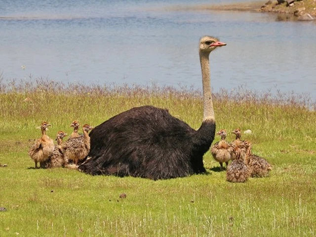 Watch a mother ostrich take care of her chicks