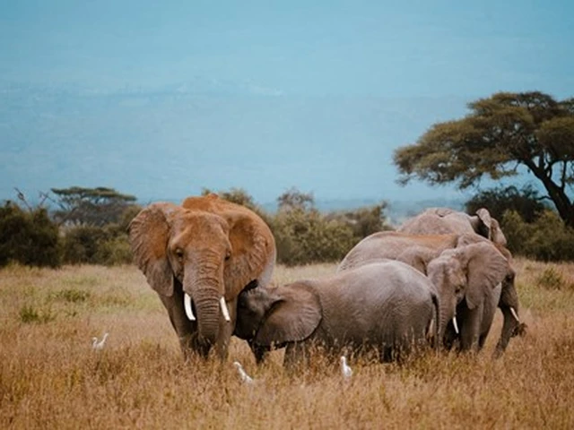 Majestic elephant heard in Masai Mara