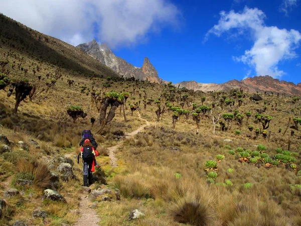 Two tourists trekking Mount Kenya towards two peaks ahead. They pass through Giant Groundsels