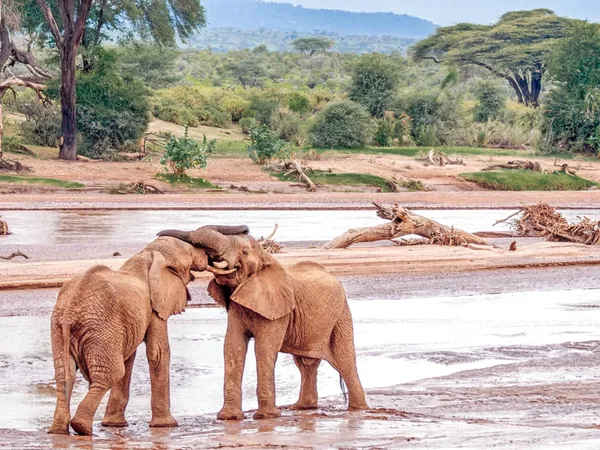 Two young elephants fighting alongside a river in Samburu. Scenes from a Samburu Adventure Safari