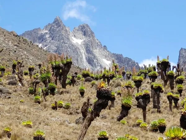 Giant Groundsel trees with snowcapped peaks in the background usually seen when trekking Mount Kenya