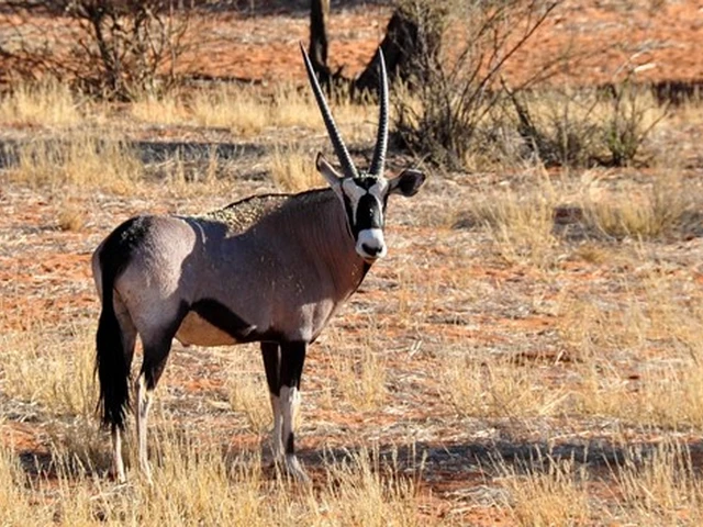 Discover the Beisa Oryx in Kenya