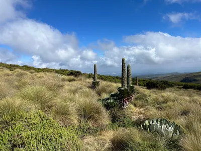 Mount Kenya Moorlands