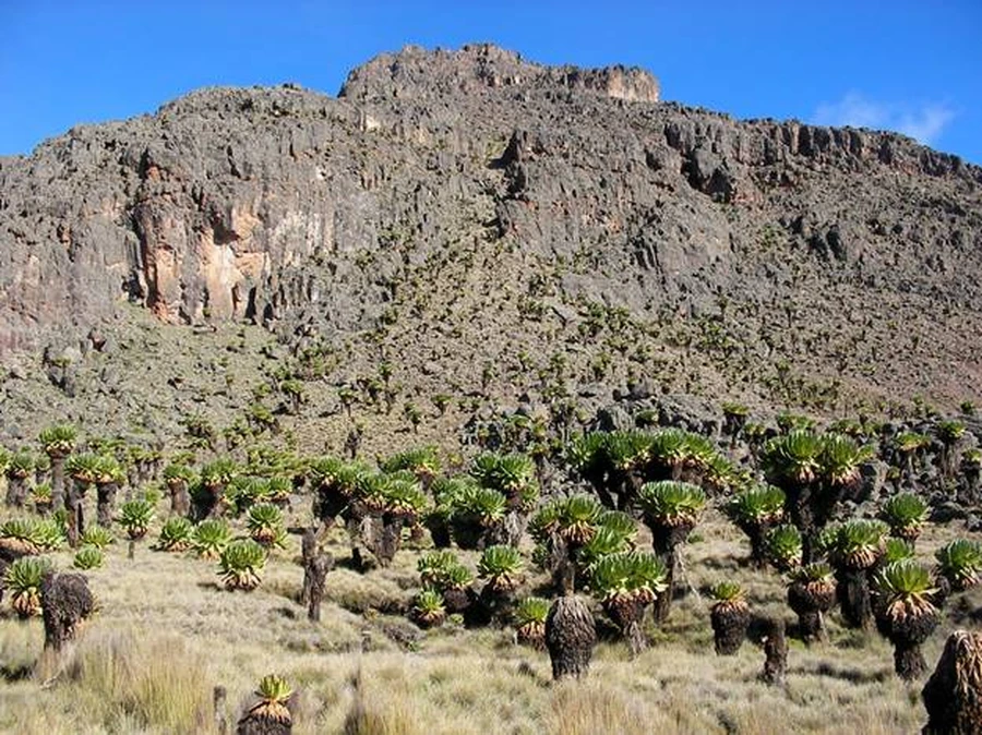 An outcrop formation on Mount Kenya’s moorland zone surrounded by giant lobelia, clear blue sky