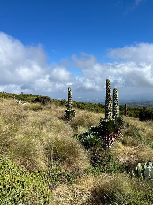 Mount Kenya Moorlands