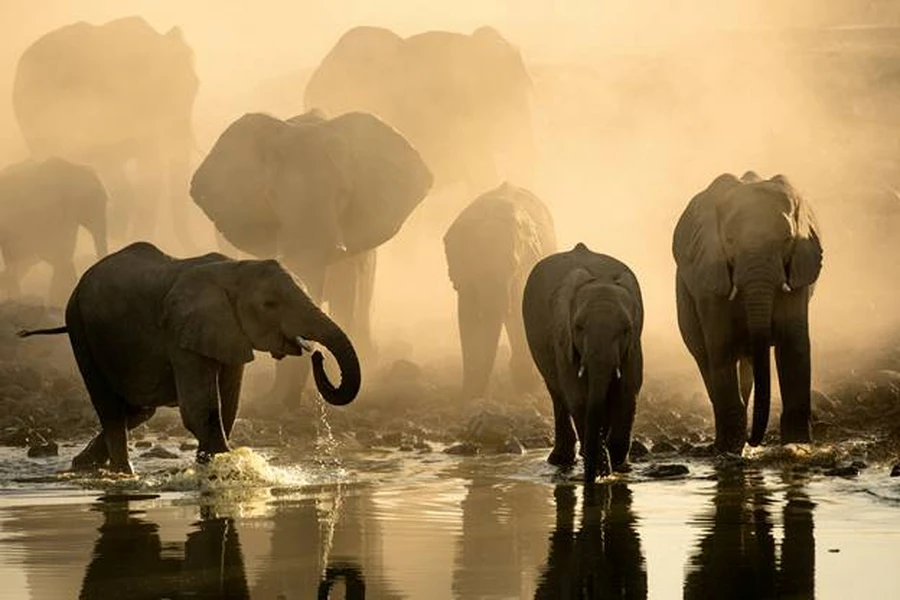 A herd of red elephants drinking water on a riverbank in Tsavo National Park, Kenya