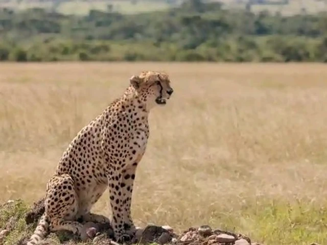 Witness the fastest land animal in its natural habitat