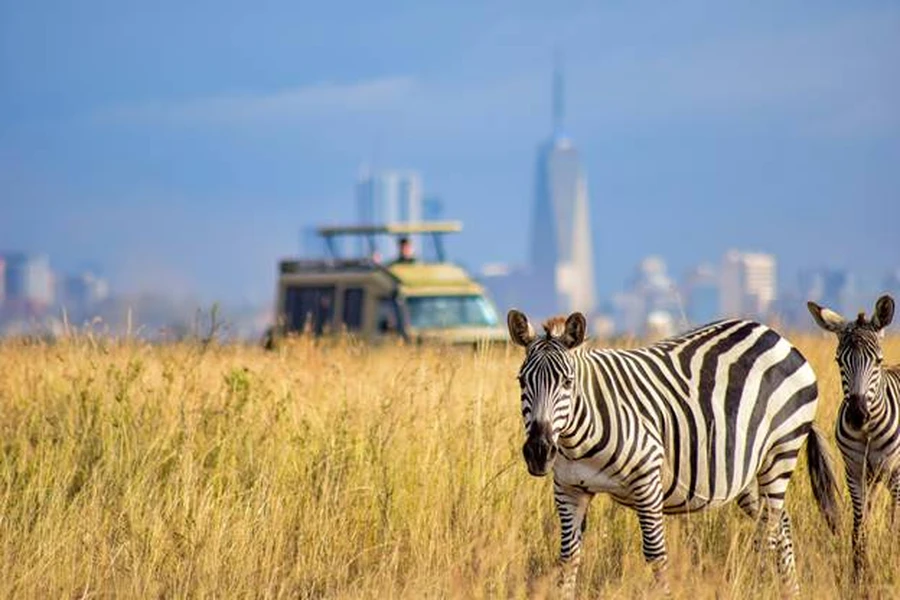 Two zebras in the plains of Nairobi National park, a background of a safari vehicle and city skyline