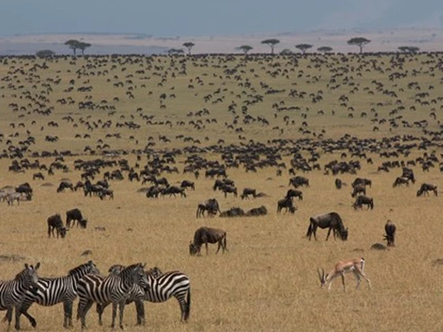 Explore the wildlife-rich grassland plains of Masai Mara