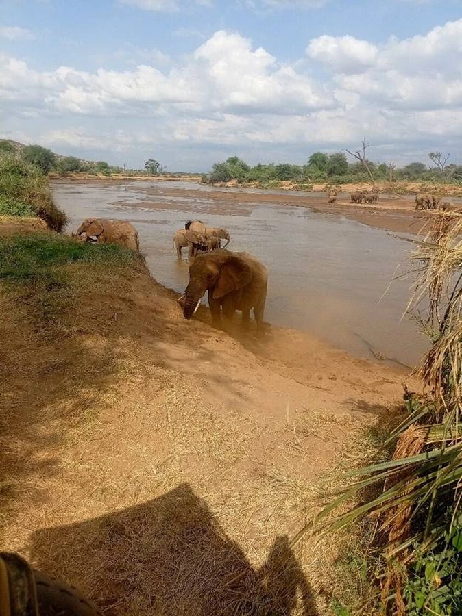 A herd of elephants crossing the Ewaso Nyiro river in the Samburu National Reserve park