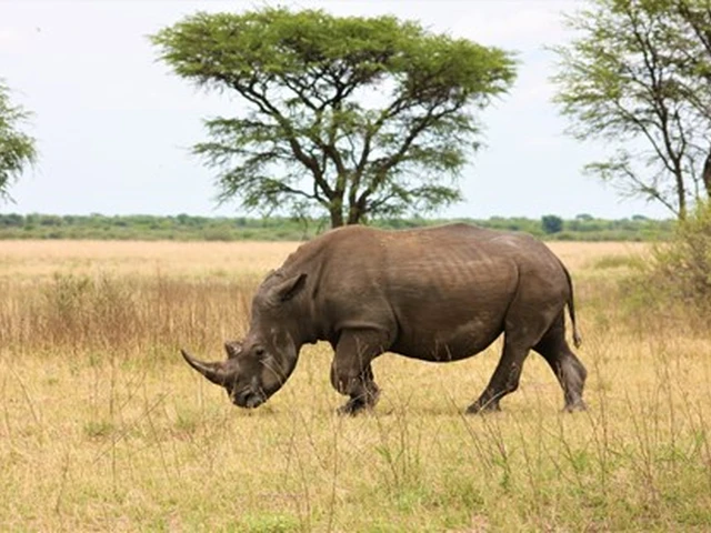 View the majestic rhino in the Mara