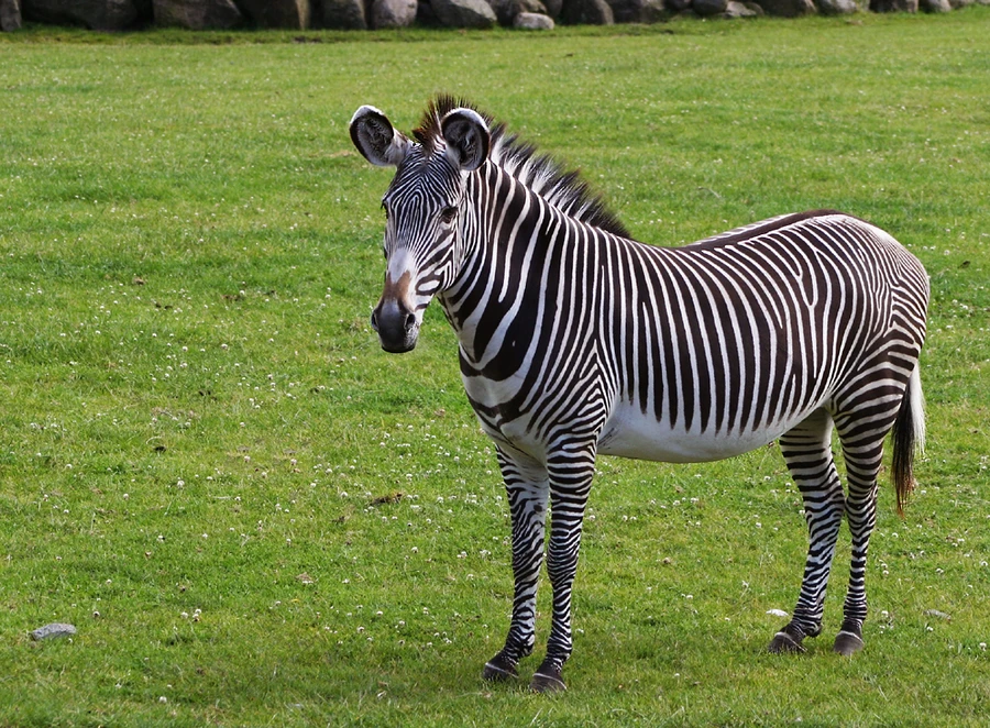 Grevy's Zebra