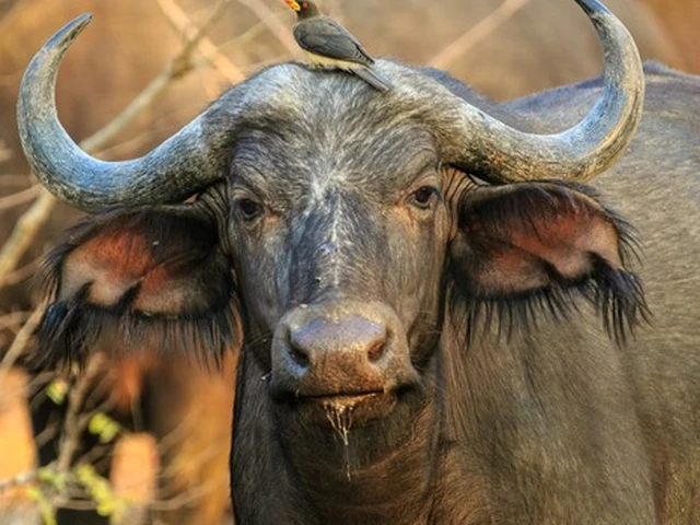 The African buffalo