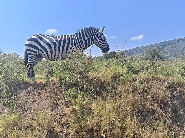 Maasai Mara