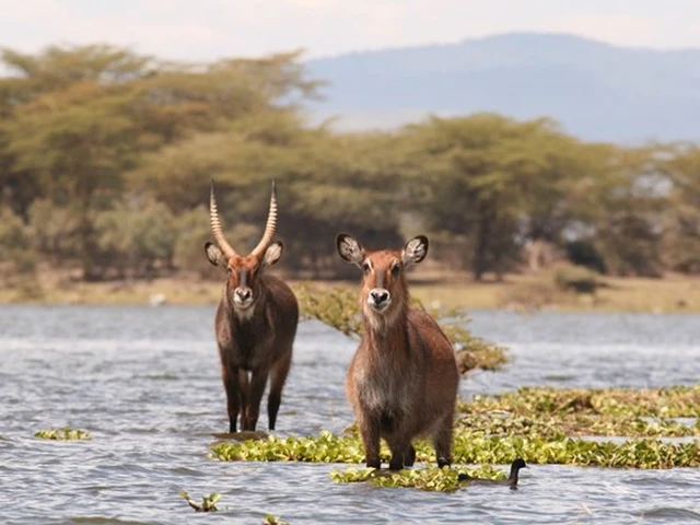 Grand tour of Lake Naivasha to view wildlife and birds