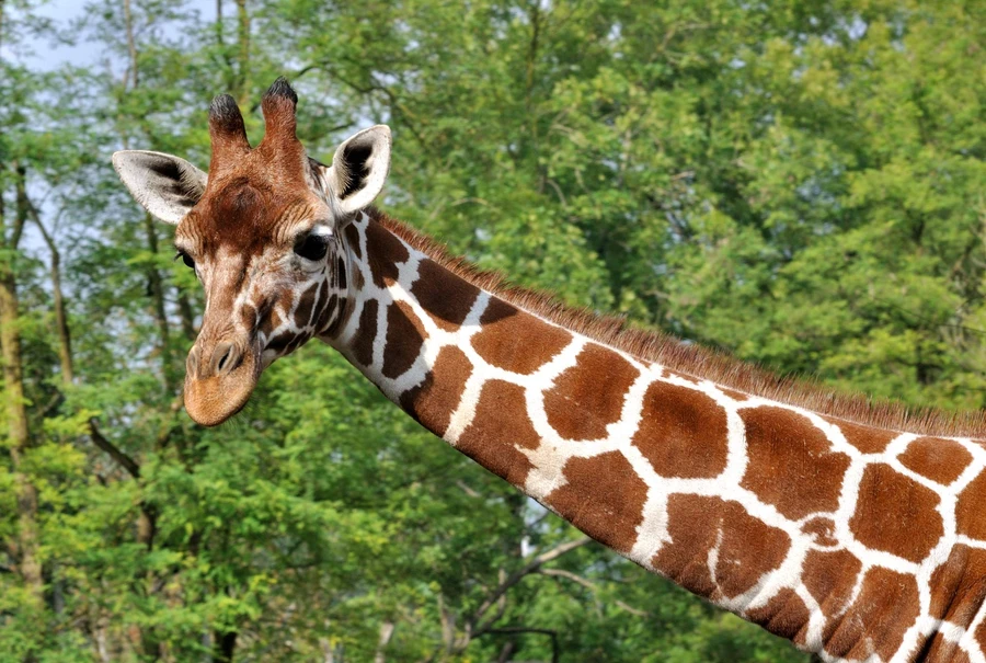 Reticulated Giraffe