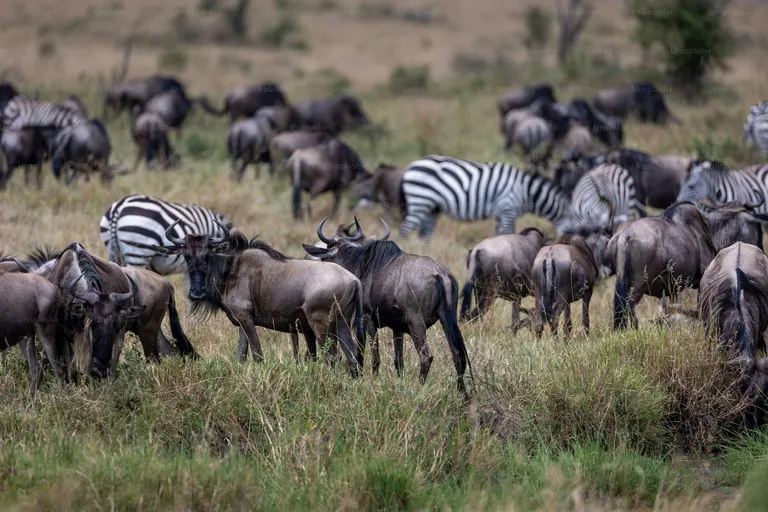 Maasai Mara Safari 3 Days – Explore Magical Maasai Mara