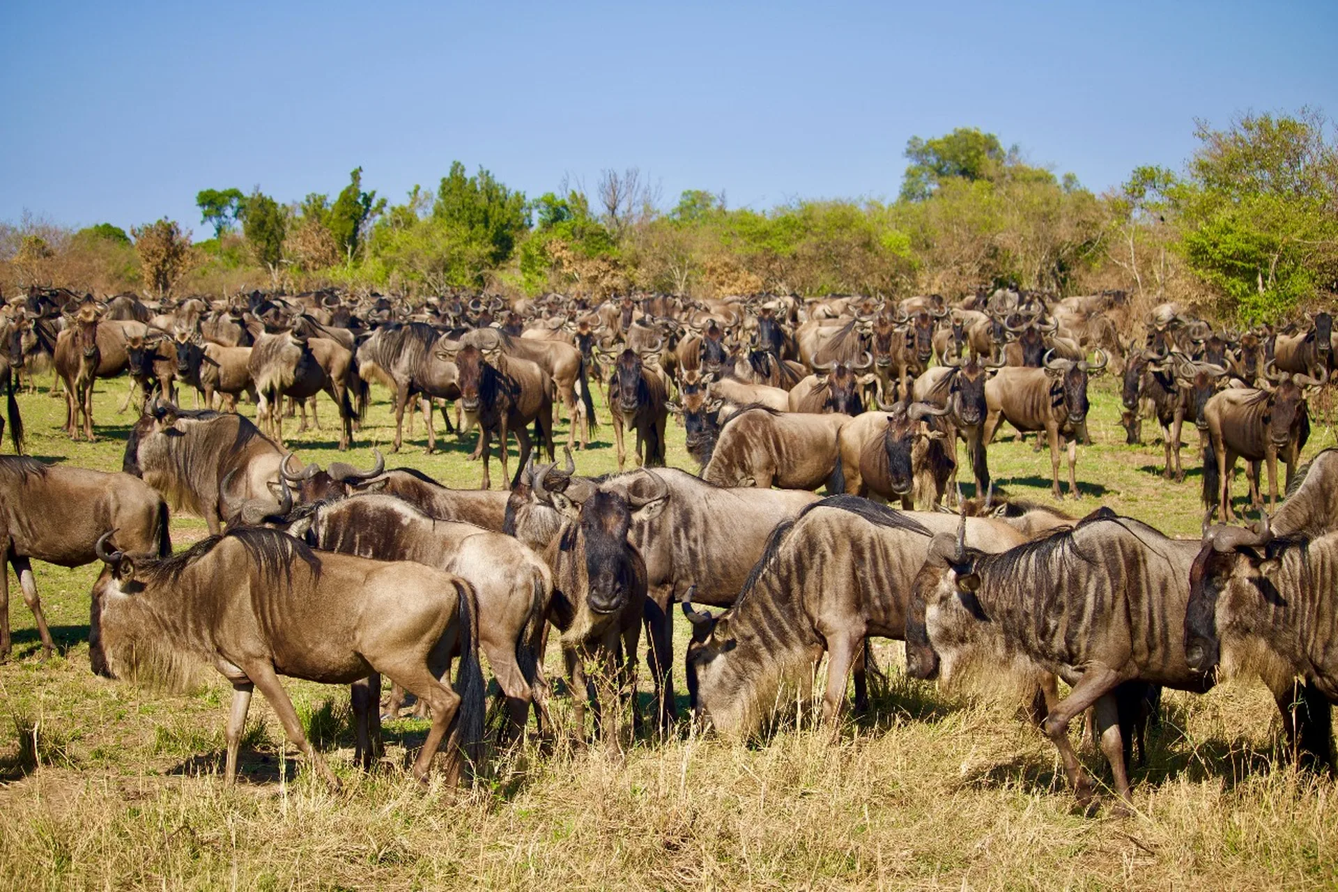 The Maasai Mara