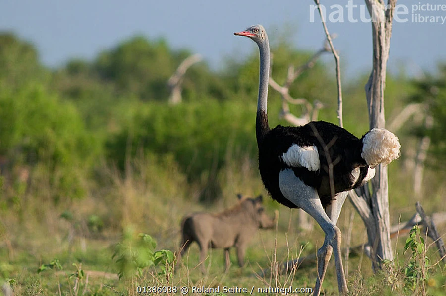 Somali Ostrich