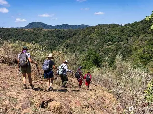 Two Maasai guides are guiding hikers through the forests of Loita Hills on a clear sunny day