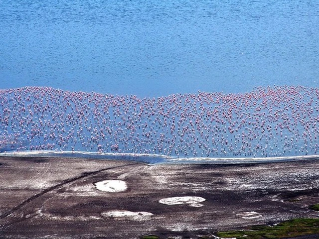 View stunning Flamingo Flock on the Shores of Lake Nakuru