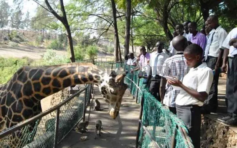 On a sunny day, high school students on an educational safari near a giraffe and some monkeys