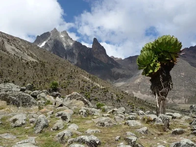 4 Days Climb Mount Kenya Via Naro Moru Route – The Fastest route up Mt. Kenya — the Naro Moru Route at camp.