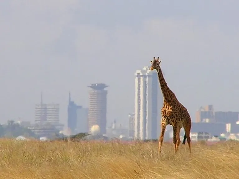 A giraffe walking on the golden savannah of Nairobi National Park with the city scape background