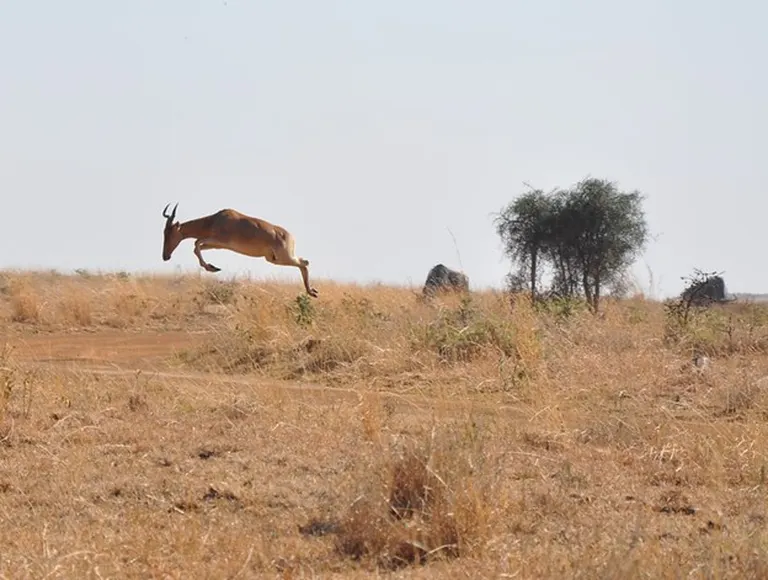 A Coke’s hartebeest mid jump, two others grazing in grasslands as seen on Nairobi National park tour