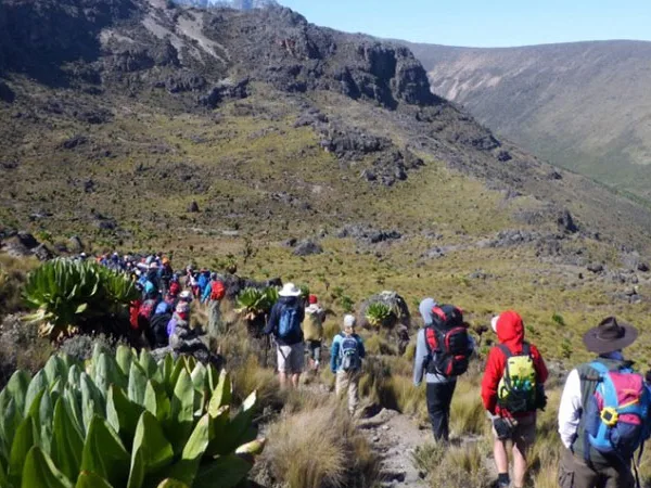 Group of tourists trek Mount Kenya on a sunny day passing by the unique groundsel and lobelias trees