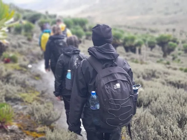 A group of tourists hiking Mount Kenya by going through the alpine and moorland zones