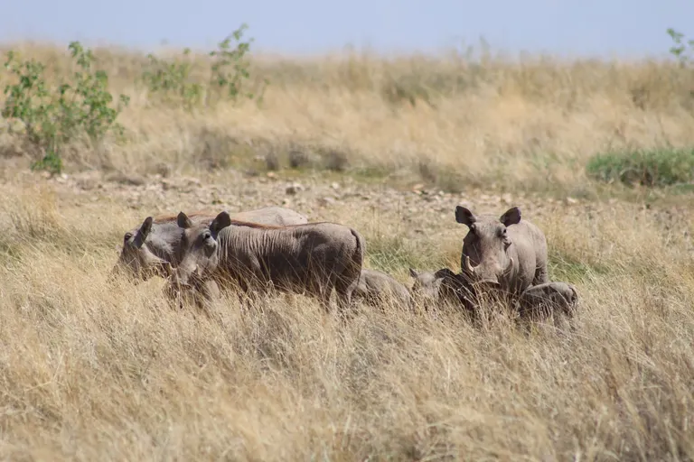 Kenya Safaris Lipa Mdogo Mdogo