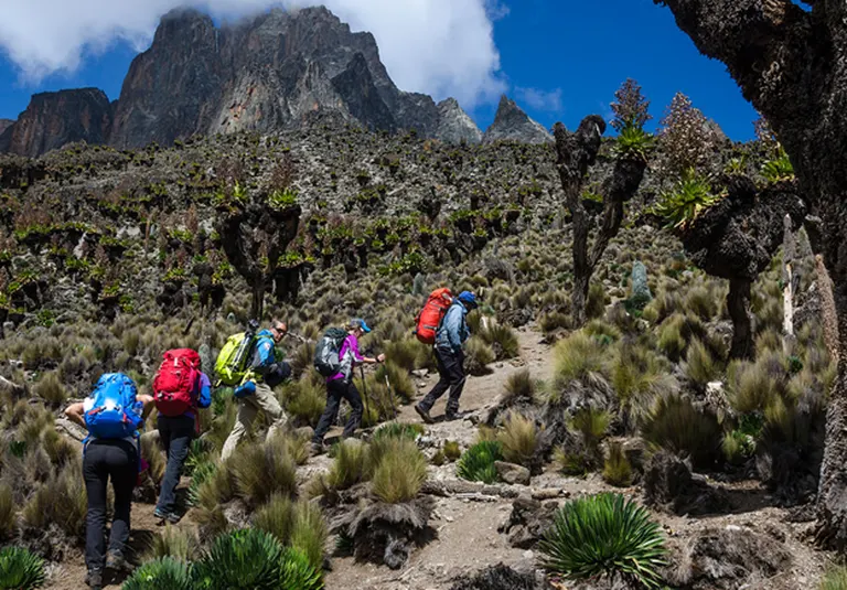 Group of hikers hiking Mount Kenya on a retreat on a clear sunny day passing giant ground groundsels