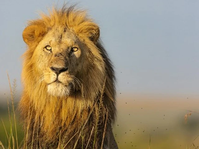 Discover the King of the jungle in its natural habitat