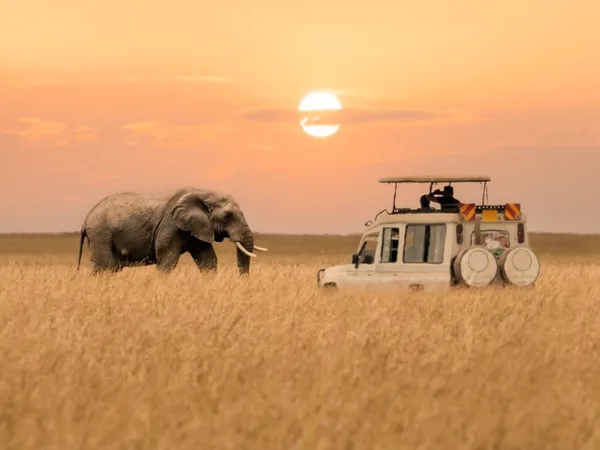 Elephant walking by a safari vehicle in savannah grassland as tourists on a Masai Mara safari watch