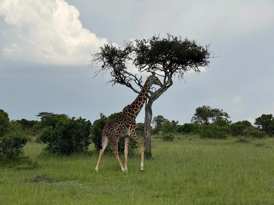A giraffe passing by an acacia tree on a green grassland landscape with bushes in the Maasai Mara