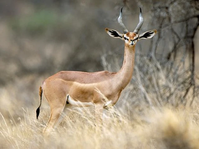 Discover the giraffe gazelle in Samburu