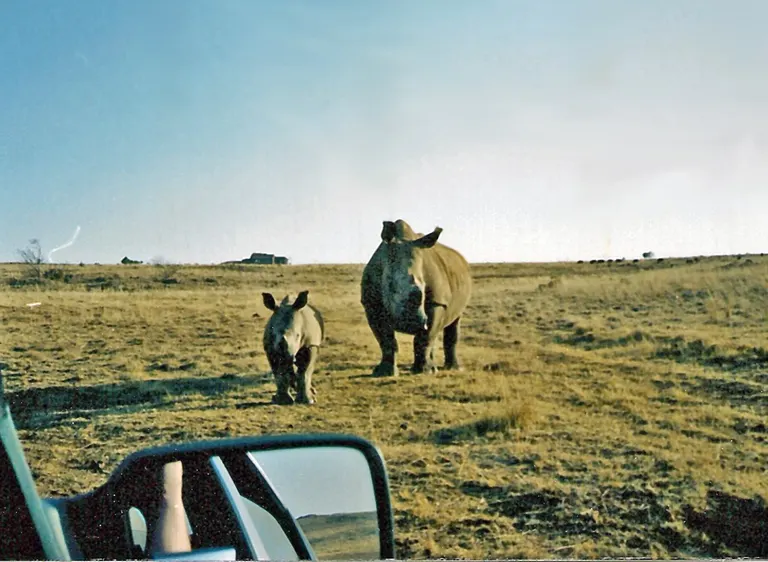 A white rhino with her calf seen from a safari vehicle, side mirror showing. A bright sunny day