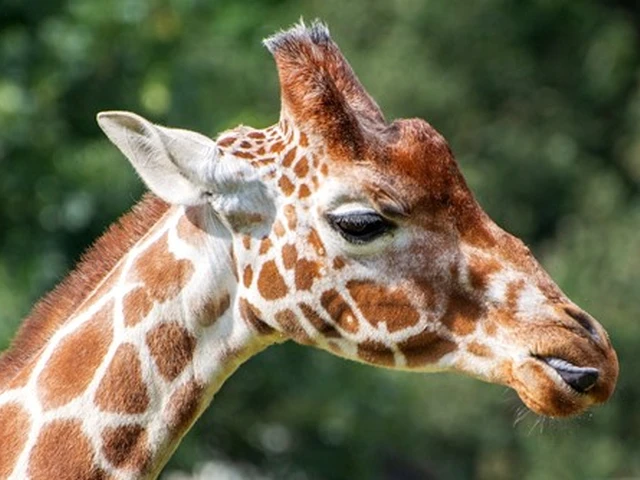 The reticulated giraffe