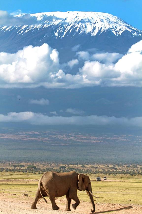 Elephant running on the plains around Kilimanjaro, with the mountain towering the landscape.