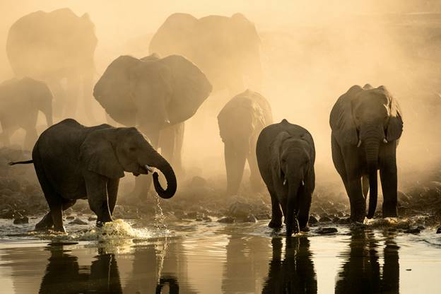 A herd of red elephants drinking water on a riverbank in Tsavo National Park, Kenya