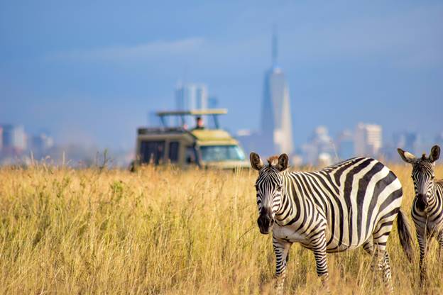 Two zebras in the plains of Nairobi National park, a background of a safari vehicle and city skyline