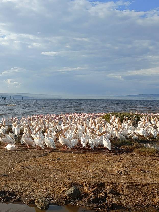A flock of birds on the shores of Lake Nakuru seen on a Lake Nakuru National Park tour