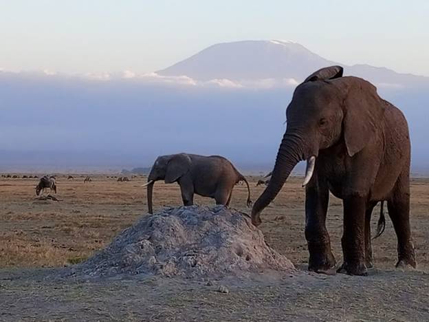 Two elephants and a wildebeest herd with Mount Kilimanjaro in the background in Amboseli