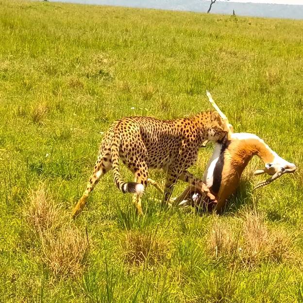 A cheetah with a kill of an antelope in the Maasai Mara as seen on safari