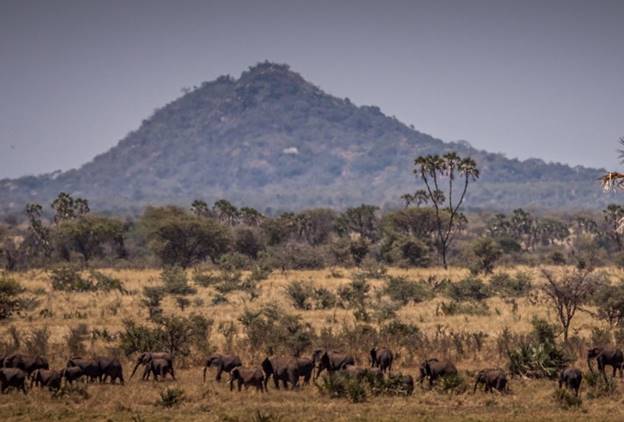 A herd of elephants in the wilderness of Meru National Park, Kenya, with a hill in the background