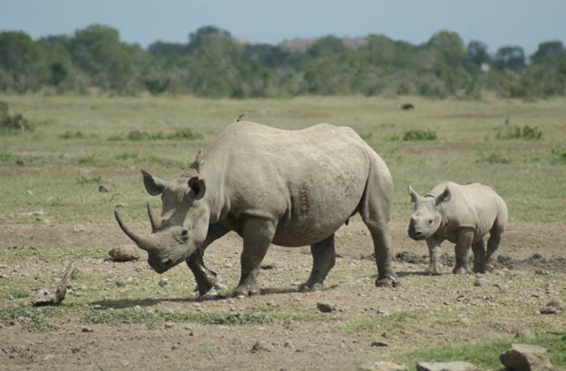 A black rhino with her calf walking through the plains of Ol Pejeta National Park, Kenya safari.