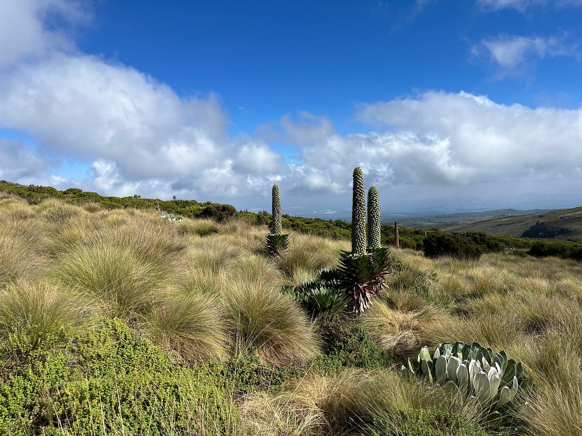 Mount Kenya Moorlands
