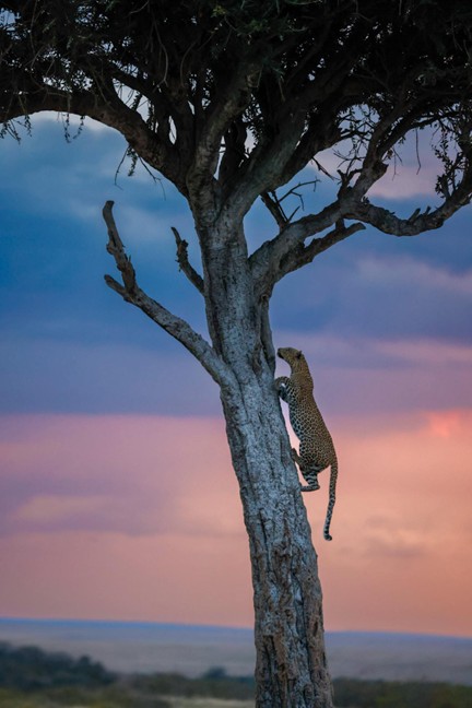 Maasai Mara