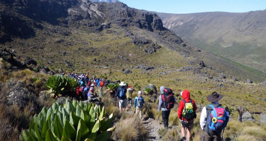 Group of tourists trek Mount Kenya on a sunny day passing by the unique groundsel and lobelias trees